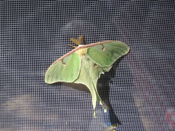 greenbutterfly.jpg