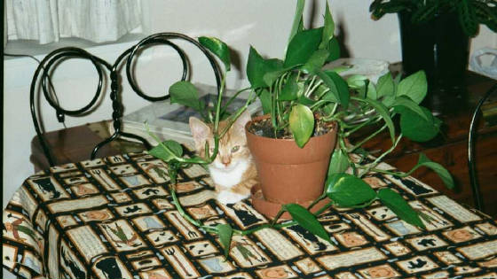 ibnyplant.jpg