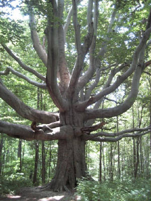 tree1.jpg
