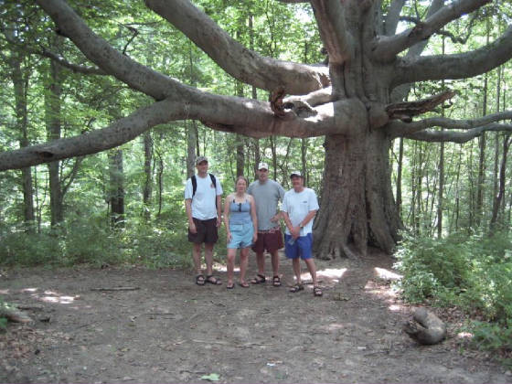 treewithcampers.jpg