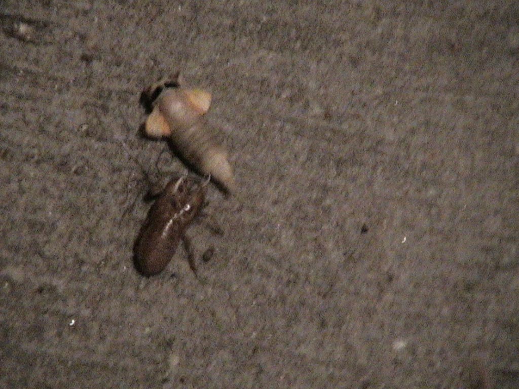 cicadalosingshell.jpg