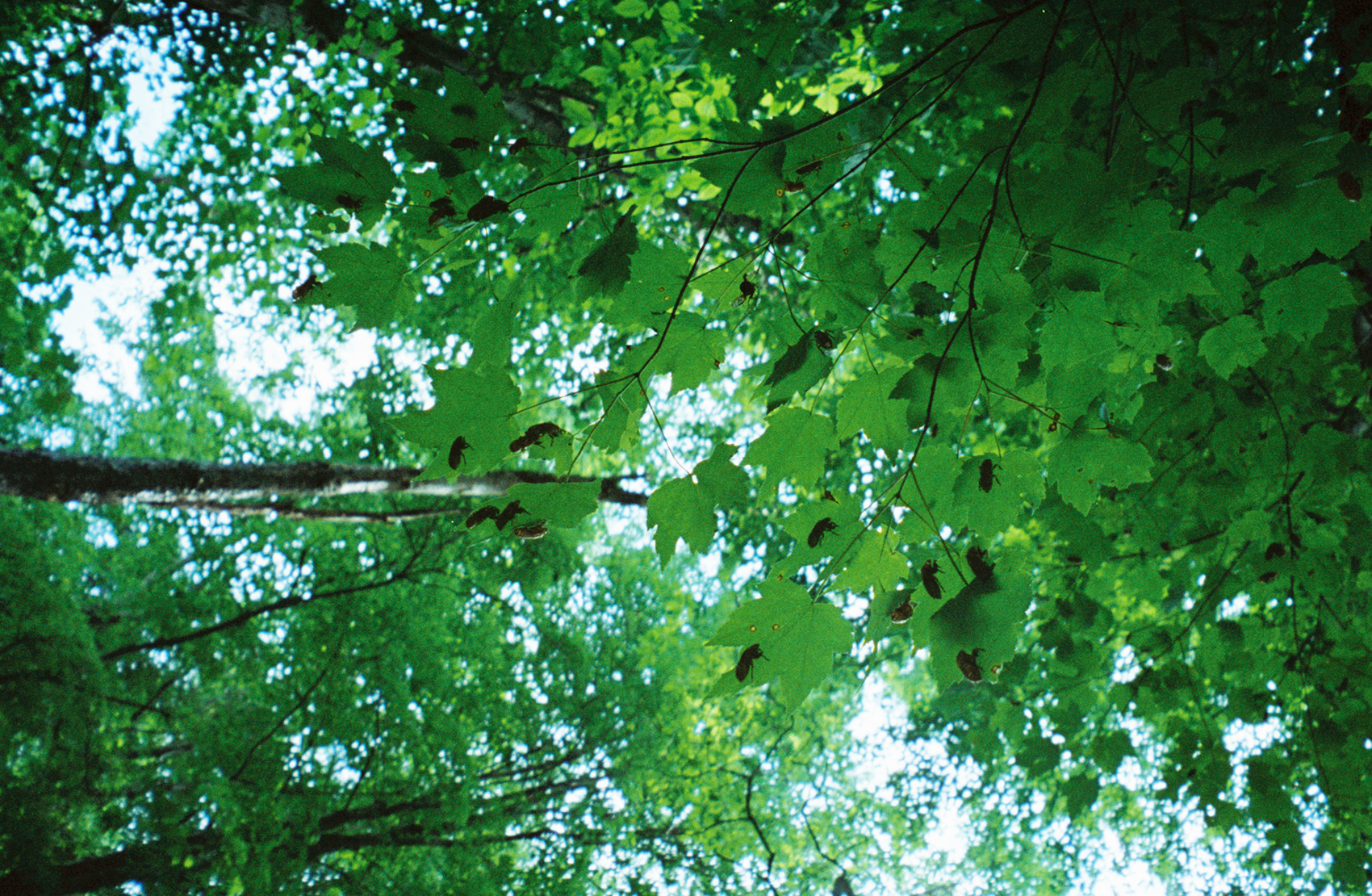 cicadasree.jpg