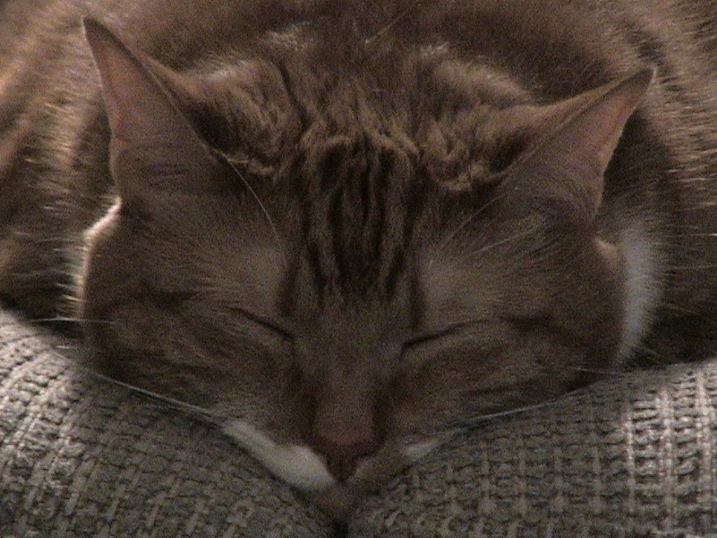 closeup.jpg