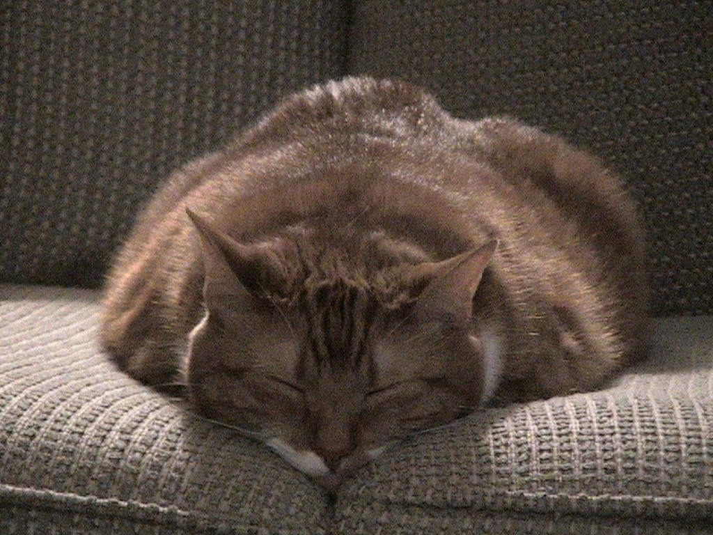 fatcat.jpg